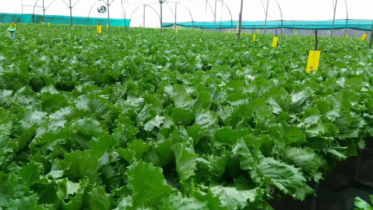 Growing plants without soil
